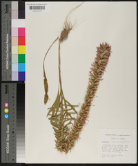 Liatris elegans image