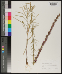 Liatris graminifolia image