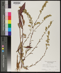 Solidago boottii image