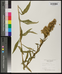 Solidago glomerata image