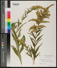 Solidago patula image