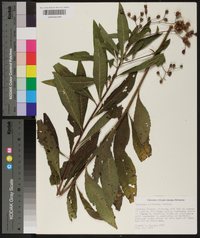 Vernonia gigantea subsp. gigantea image