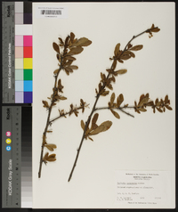 Berberis canadensis image