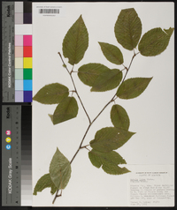 Betula lutea image