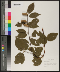 Betula lutea image