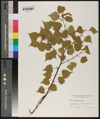 Betula populifolia image