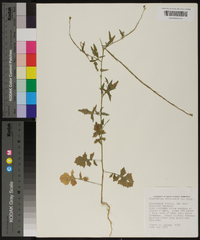 Sisymbrium officinale image