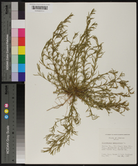 Polypremum procumbens image