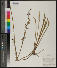 Lobelia paludosa image