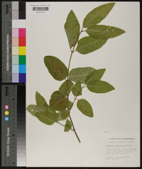 Lonicera canadensis image