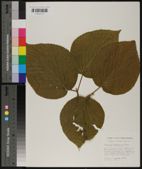 Viburnum lantanoides image