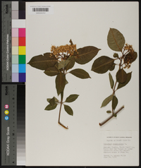 Viburnum cassinoides image