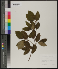 Viburnum cassinoides image