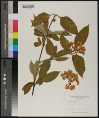 Viburnum cassinoides image