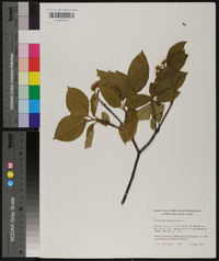 Viburnum cassinoides image