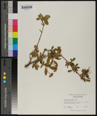 Viburnum obovatum image