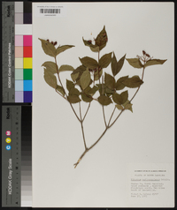 Viburnum rafinesqueanum image