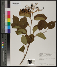 Viburnum dentatum var. lucidum image