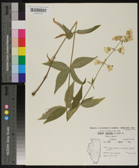 Silene stellata image