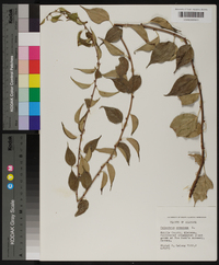 Celastrus scandens image