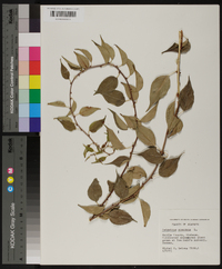 Celastrus scandens image