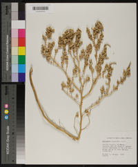 Atriplex arenaria image