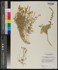 Atriplex barclayana image