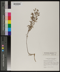 Helianthemum georgianum image