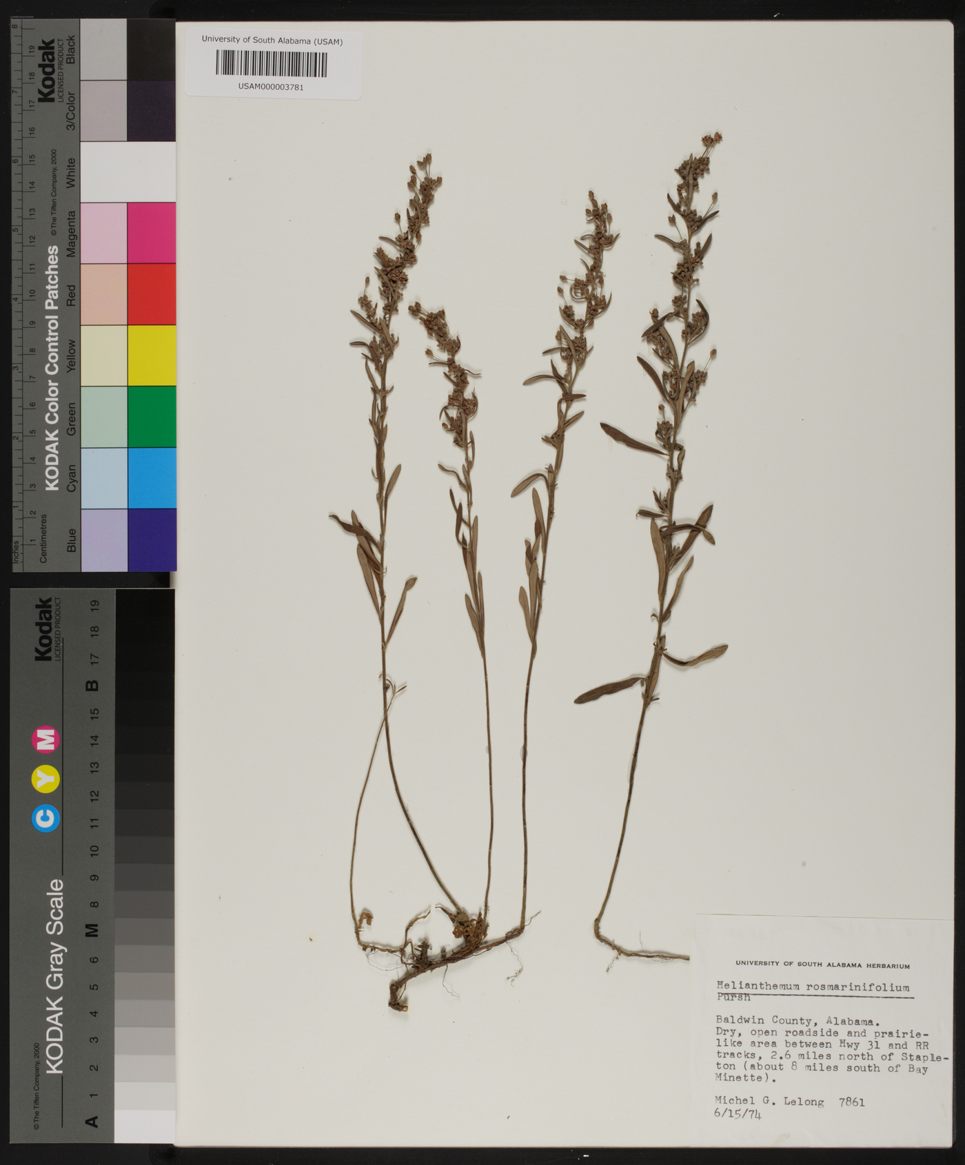 Helianthemum rosmarinifolium image