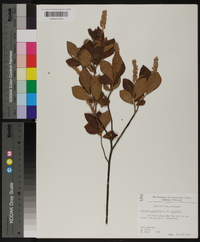 Clethra alnifolia image