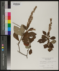 Clethra alnifolia var. tomentosa image