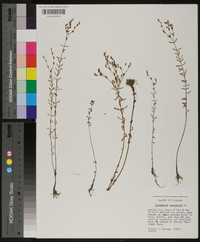 Hypericum canadense image