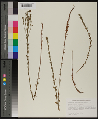 Hypericum denticulatum image