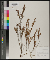 Ascyrum linifolium image