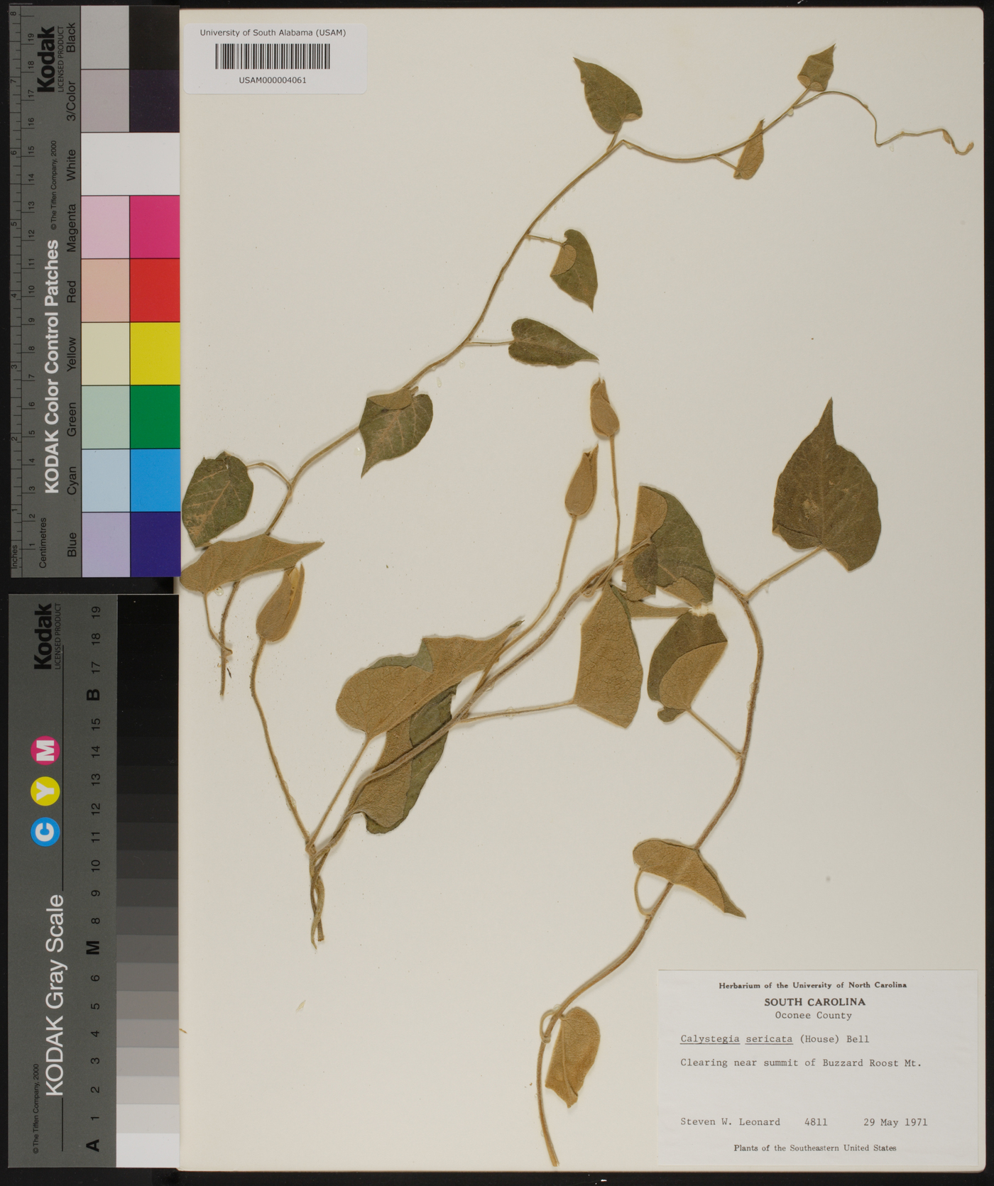 Calystegia sericata image