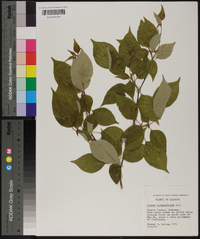 Cornus alternifolia image