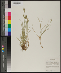 Carex albolutescens image