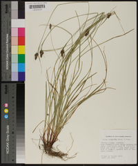 Carex complanata image