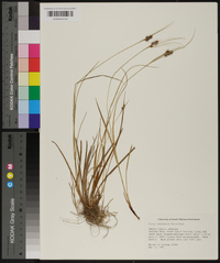 Carex complanata image