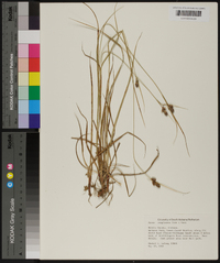 Carex complanata image