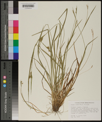 Carex crebriflora image