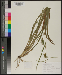 Carex folliculata image