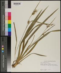 Carex folliculata image