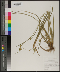 Carex folliculata image