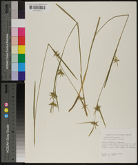 Carex folliculata image