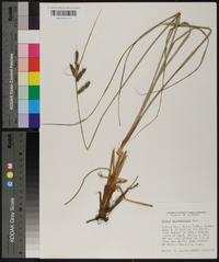 Carex glaucescens image