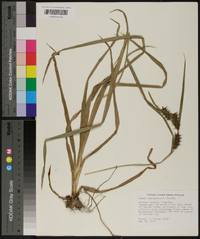 Carex hyalinolepis image