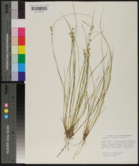 Carex incomperta image