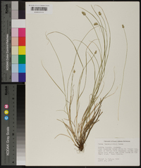 Carex leavenworthii image