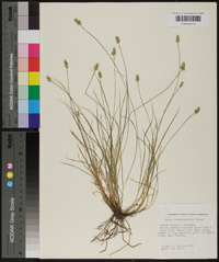 Carex leavenworthii image